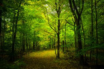 Fototapeta premium morning in the forest