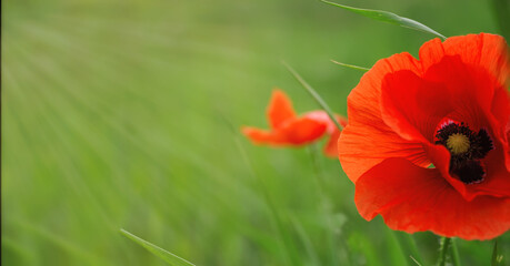 Big beautiful red poppy on a green background in the rays of the sun.