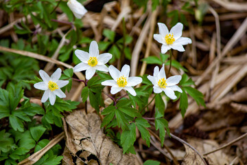 Białe kwiaty zawilców w lesie