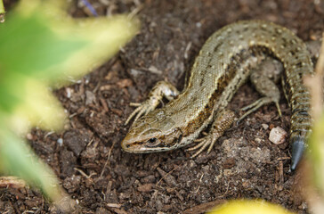 UK common lizard bathes in the sunshine