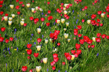 Colorful tulips blooming in flower beds