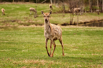 Deer on the lawn
