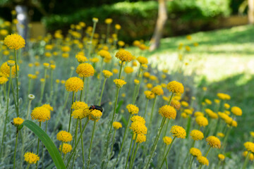 Campo de flores amarillas con fondo verde desenfocado