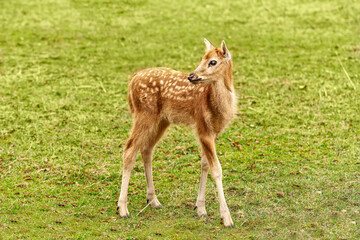 Fawn on the pasture