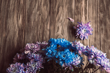 Violet, blue and pink chrysanthemum. A bouquet of chrysanthemums on wooden background with copy space. Chrysanthemum Flower Close up.