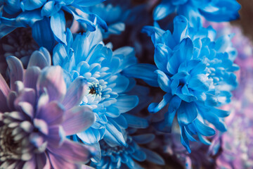 Violet, blue and pink chrysanthemum. A bouquet of chrysanthemums. Chrysanthemum Flower Close up.