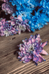 Obraz na płótnie Canvas Violet, blue and pink chrysanthemum. A bouquet of chrysanthemums. Chrysanthemum Flower Close up.