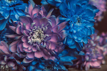 Violet, blue and pink chrysanthemum. A bouquet of chrysanthemums. Chrysanthemum Flower Close up.