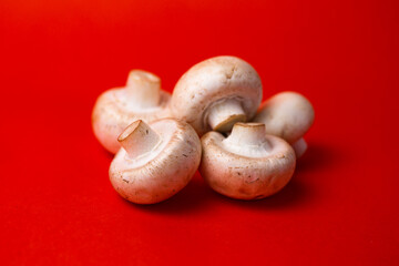 white mushroom mushrooms close-up on a red background
