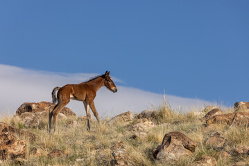 Cute Wild Horse Foal in the Utah Desert
