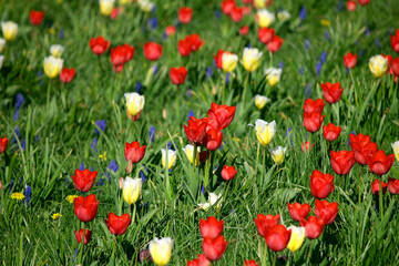 Kolorowe tulipany na rabatach - obrazy, fototapety, plakaty