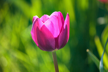 Pink tulip on a green background