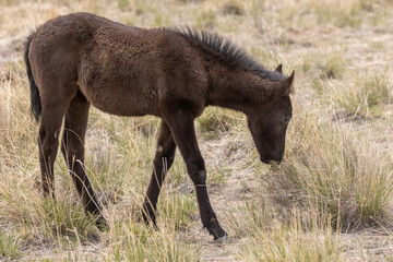 Cute Wild Horse Foal in the Utah Desert