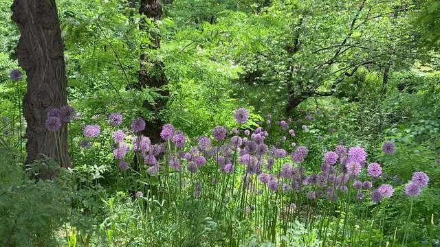 Idyllic meadow with Allium Millenium flowers in summer forest. Lush greenery on spectacular grove. Sunny day in natural park. Deciduous trees in botanical garden.