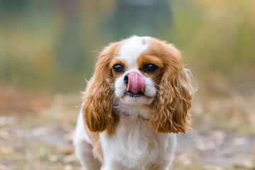 cavalier king charles spaniel. Licks tongue, close-up portrait, against the background of an autumn...