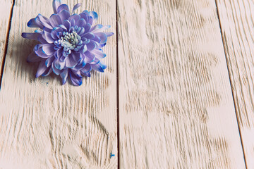 Violet, blue and pink chrysanthemum. A bouquet of chrysanthemums on wooden background with copy space. Chrysanthemum Flower Close up.