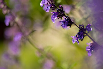 Catmint, nepeta faassenii, purple flowering garden plant