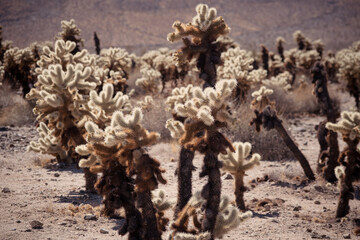 Joshua Tree National Park