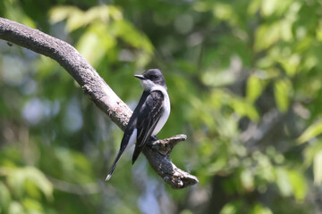 Eastern Kingbird perched on tree

