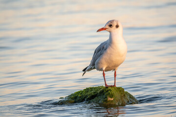 Obraz premium Seagull sits on stone cliff at the sea shore