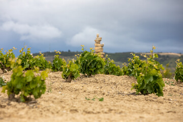 Dolmens among vineyard in Rioja, Spain