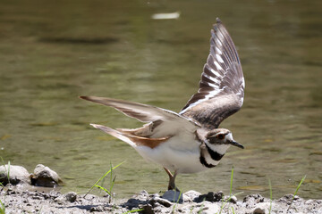 Fototapeta premium Killdeer on riverbank of creek on beautiful sunny summer day
