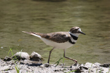 Killdeer on riverbank of creek on beautiful sunny summer day