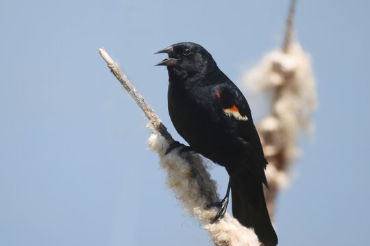 Red Winged blackbird flying off cattail in marsh on summer day