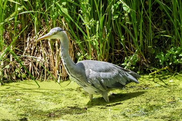 Grey Heron (Ardea cinerea) hunting in a river