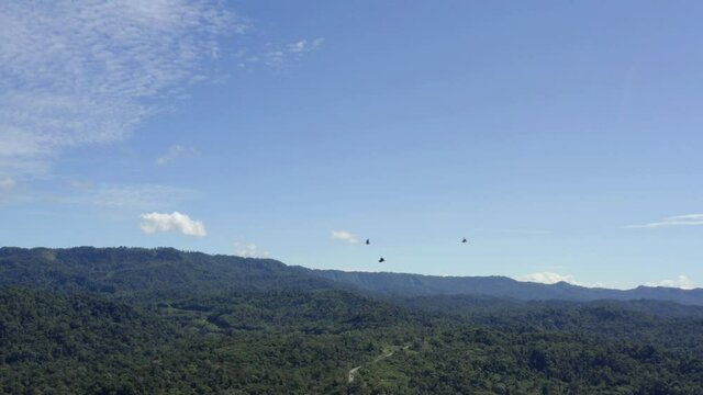 American black vultures, Coragyps atratus, are flying over a tropical forest with a blue sky
