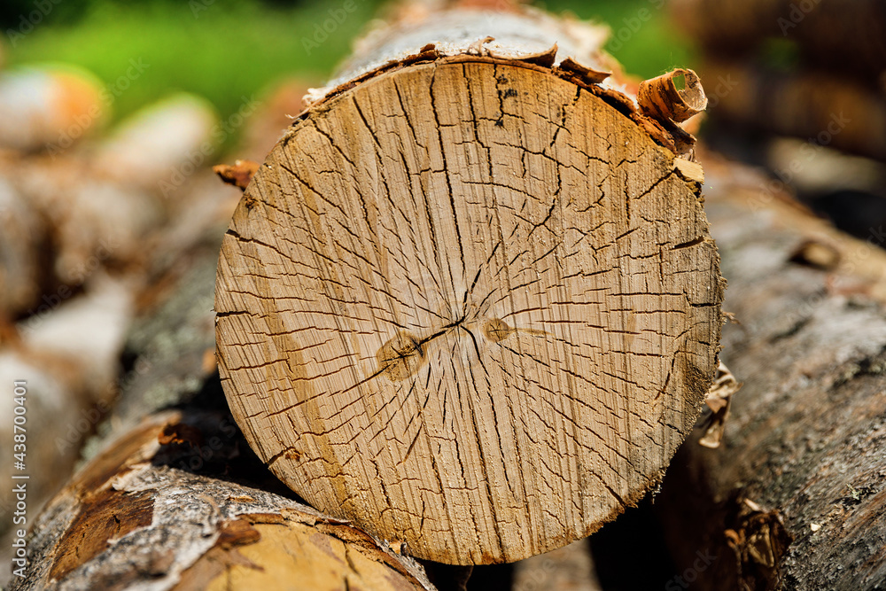 Poster cut the log of the birch close-up. timber in a heap