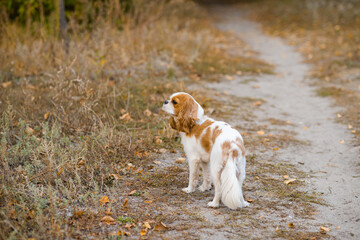 cavalier king charles spaniel. little dog on October background