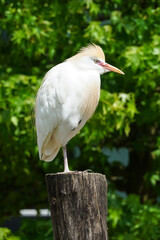 Cattle egret, Bubulcus ibis, a species of heron