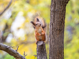 Squirrel in Autumn sits on a branch