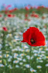 Background with field with poppy and chamomile