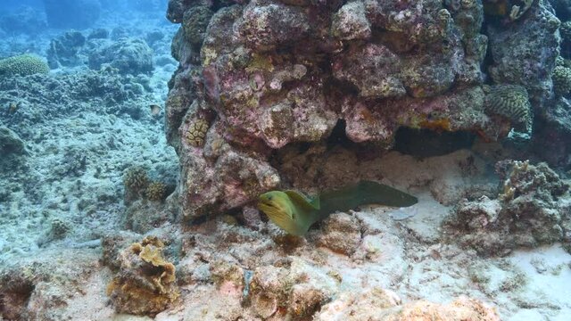 Green Moray Eel in coral reef of Caribbean Sea, Curacao