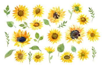 Sunflowers watercolor collection. Yellow flowers and green leaves. Hand drawn illustration isolated on white background