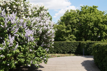 flowers in the park