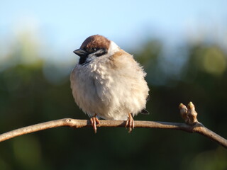 Eurasian tree sparrow (Passer montanus) - cute young sparrow perched on tree branch, Gdansk, Poland