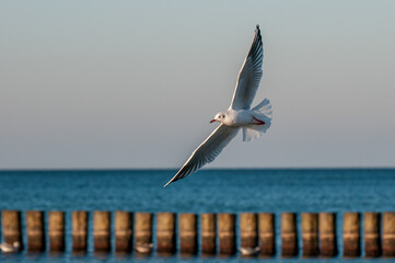 Möwe im Wind