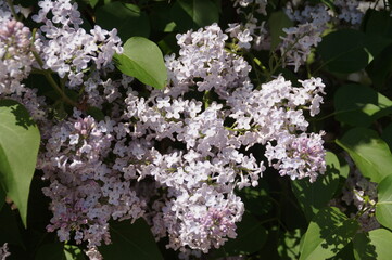 lilac
