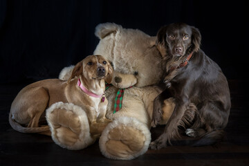brown dog and white dog with big toy bear