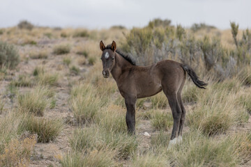 Cute Wild Horse Foal in the Utah Desert