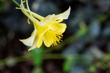 Fototapeta premium Closeup of a Yellow Columbine Flowers