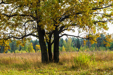Relic oaks with lush crowns illuminated by the cold autumn sun.Beautiful ancient oak grove Golden autumn.	

