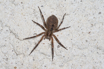 Une araignée Zoropse épineuse sur un mur (Zoropsis spinimana)