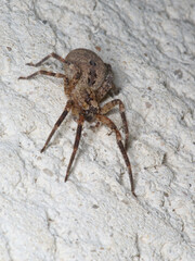Une araignée Zoropse épineuse sur un mur (Zoropsis spinimana)