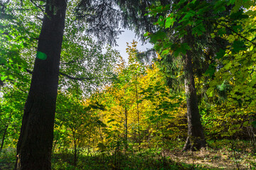Obraz premium autumn mixed forest, illuminated by bright rays of the sun 