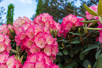 The name of these flowers is Rhododendron. These Rhododendrons name is Peach pie.
