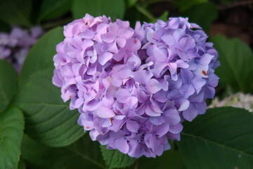 ハートのあじさい